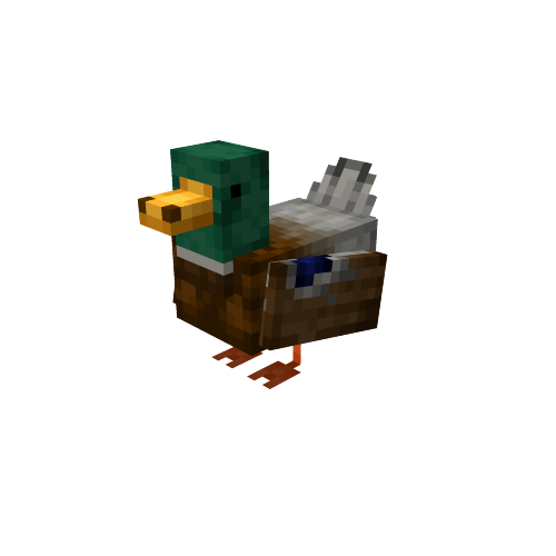 Duck