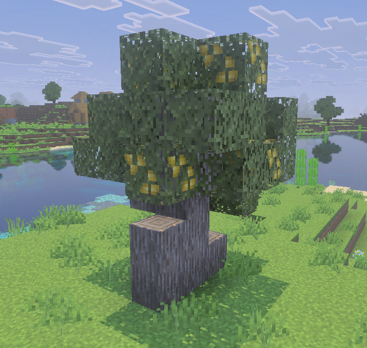 Olive tree