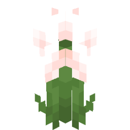 Screenshot white ranunculus